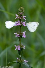 1337_White butterflies & Orchid_02.jpg