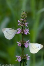 1339_White butterflies & Orchid.jpg