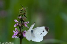 1340_White butterfly & Orchid.jpg