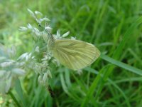 Green-veined White.jpg