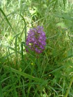 Pyramidal Orchid Salwarpe.jpg