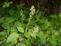 Enchanter's Nightshade.jpg