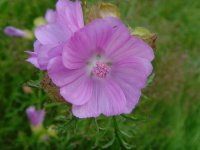 Musk Mallow.jpg