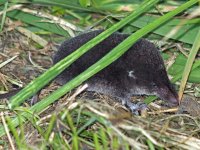 Close-Shrew.jpg