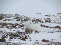 Scratching in the snow.jpg