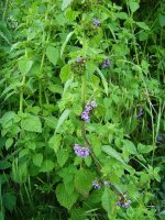 Black Horehound Coney.jpg