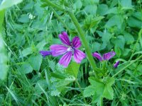 Common Mallow Coney.jpg