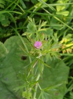 Cut-leaved Cranesbill Coney.jpg