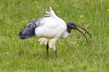 Sacred Ibis 120625 IMG_6501 web.jpg