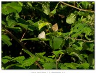 PurpleHairstreak800.jpg