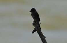 What flycatcher is this, Grants Pass, OR.jpg