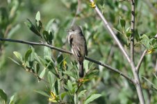 mystery flycatcher at Meta Lake, Mt. St. Helens, WA.jpg