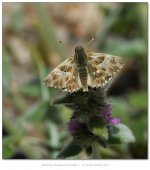 OrientalMarbledSkipper800.jpg