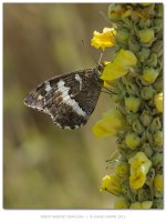 GreatBandedGrayling800.jpg