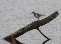 Common Sand.jpg