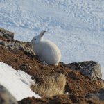 Arctic Hare 1.jpg