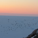 Little Auks dusk.jpg