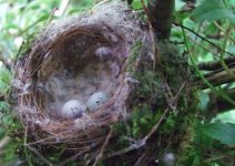 goldfinch nest.JPG