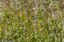 2372_Common Kingfisher.jpg