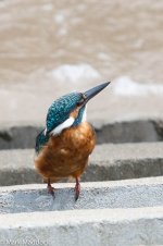 2395_Common Kingfisher.jpg