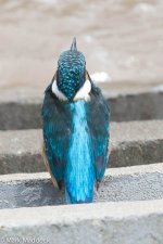 2437_Common Kingfisher.jpg