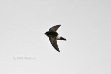 Little Swift7 220612.jpg