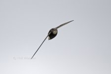 Little Swift14 220612.jpg