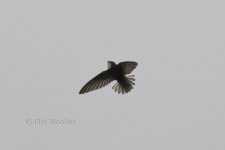 Little Swift9 220612.jpg