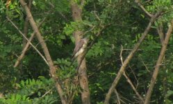 Chinese Sparrowhawk.jpg