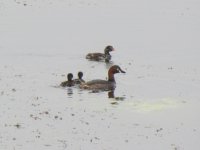 Little Grebe.jpg