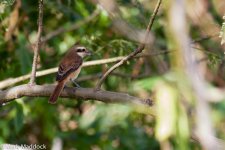 2543_Brown Shrike.jpg