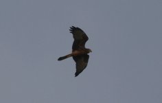 Eastern Marsh Harrier.jpg