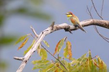 merops_apiaster_2012-8-31_station2_albertdejong.jpg