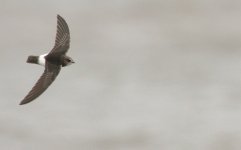 Little Swift 5.jpg