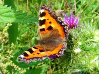 Small Tortoiseshell.jpg