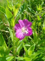 Great Willowherb.jpg