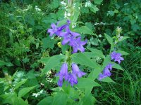 Clustered Bellflower.jpg