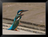 Common-Kingfisher-XL.jpg