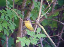 Grey Wagtail Salwarpe.jpg