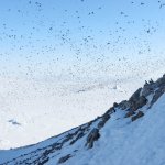 Little Auk cloud 2.jpg