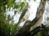 0680 Frances's Sparrowhawk 1 (2) (800x599).jpg