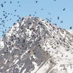 Auks and peak.jpg