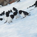 Courting Little Auks.jpg