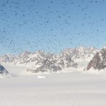 Little Auk cloud 3.jpg