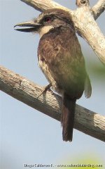 Endemic Sooty-capped Puffbird - Bucco noanamae 8 - Bocas del Atrato, Choco.JPG