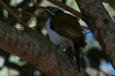 Blue-faced Honeyeater.jpg