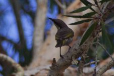 Crescent Honeyeater.jpg