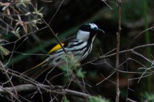 White-cheeked Honeyeater.jpg