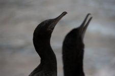 Little Black Cormorant.jpg
