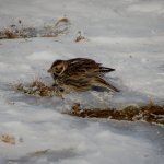 Lapland Longspur.jpg